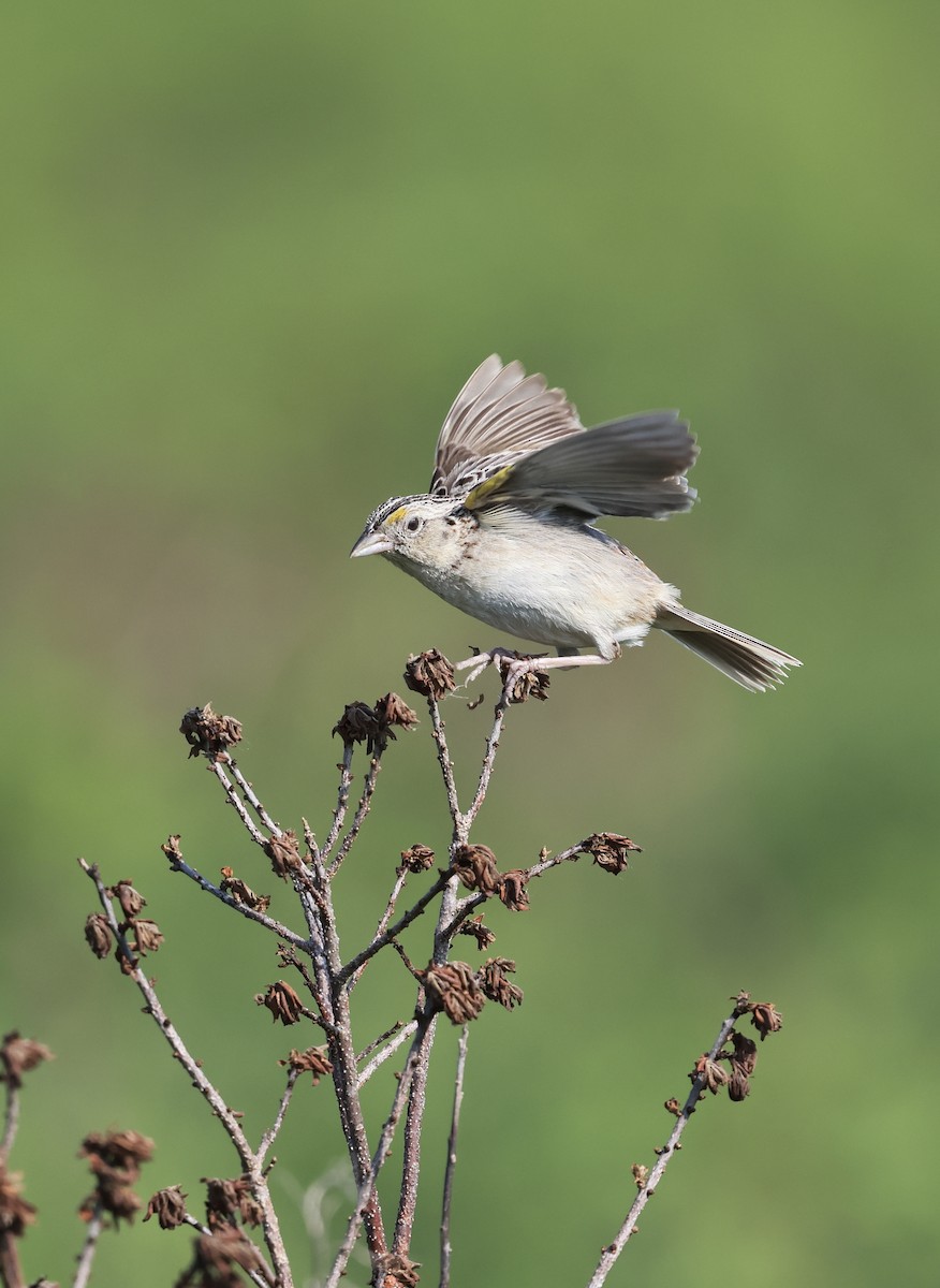 Grasshopper Sparrow - ML620660357