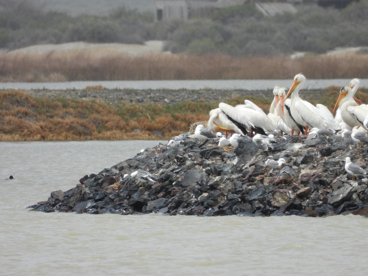 American White Pelican - ML620660358