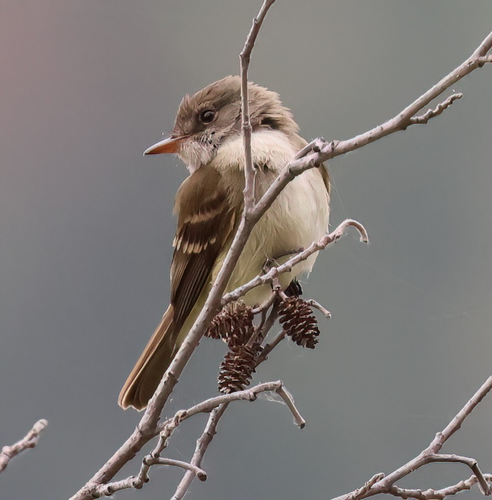 Willow Flycatcher - ML620660360