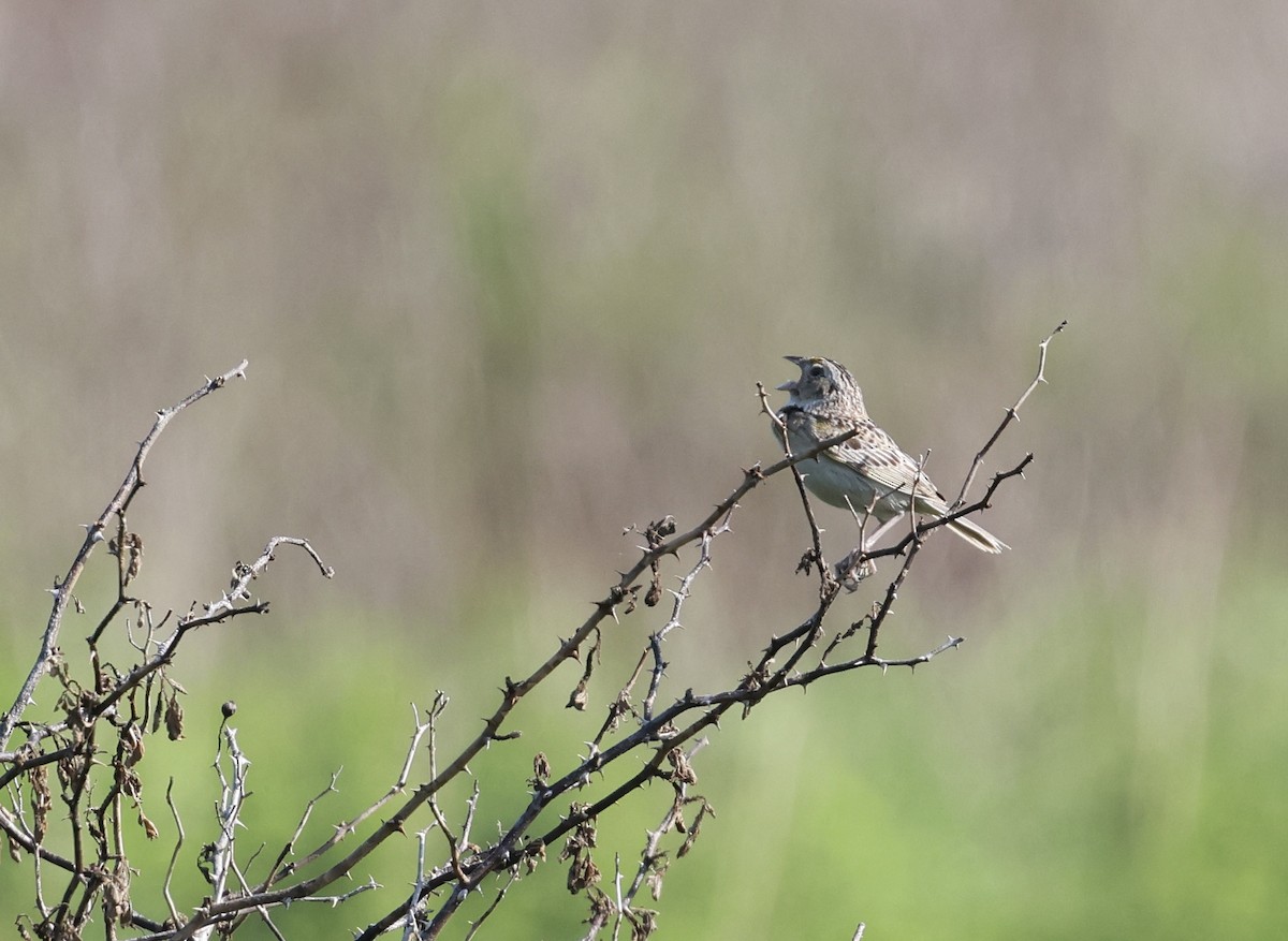 Grasshopper Sparrow - ML620660361