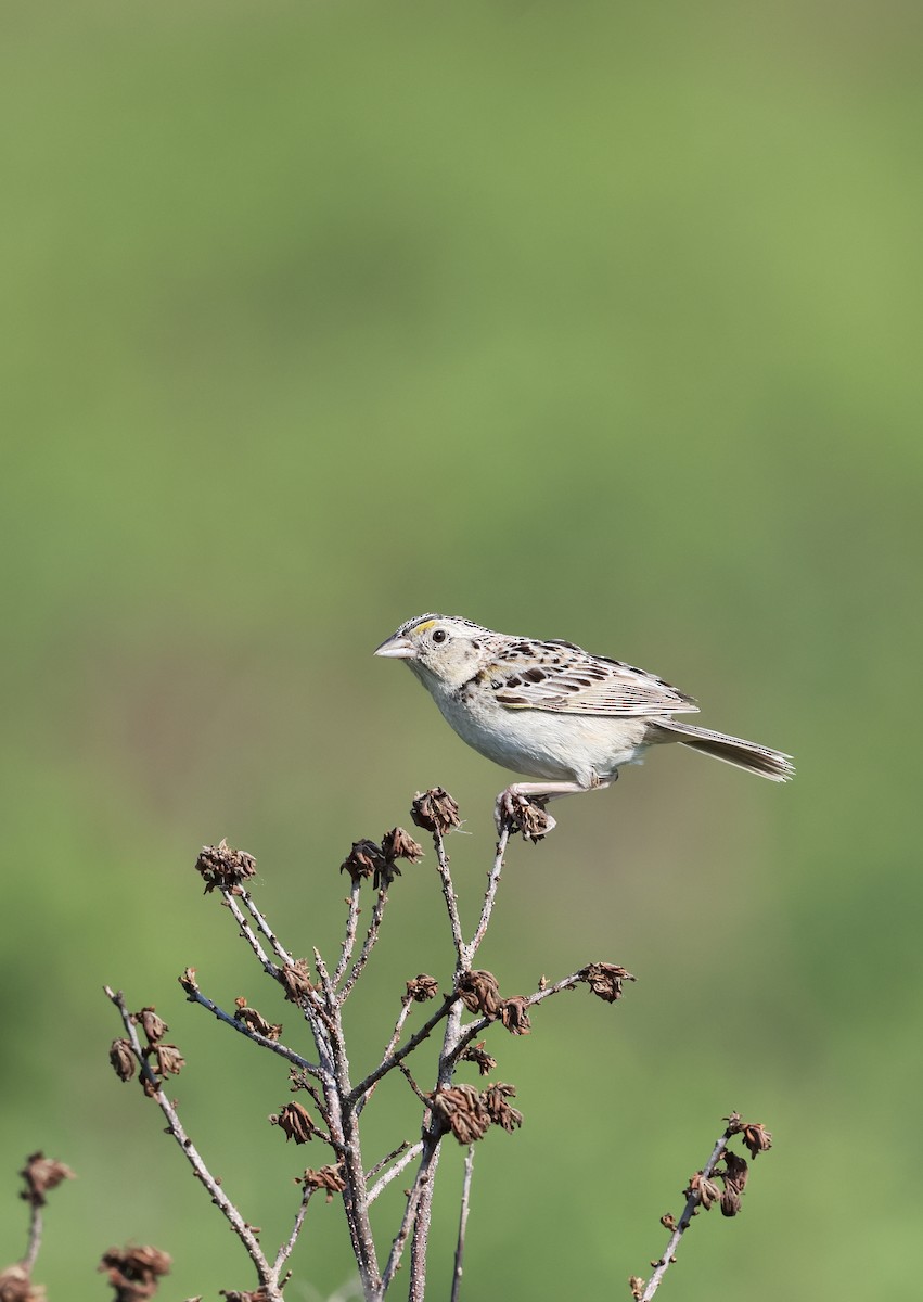 Grasshopper Sparrow - ML620660368