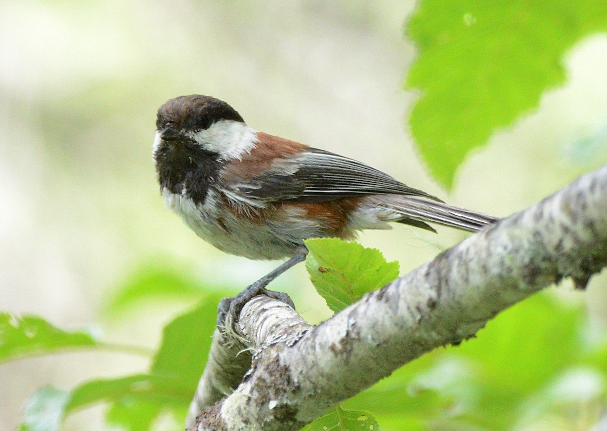 Chestnut-backed Chickadee - ML620660370