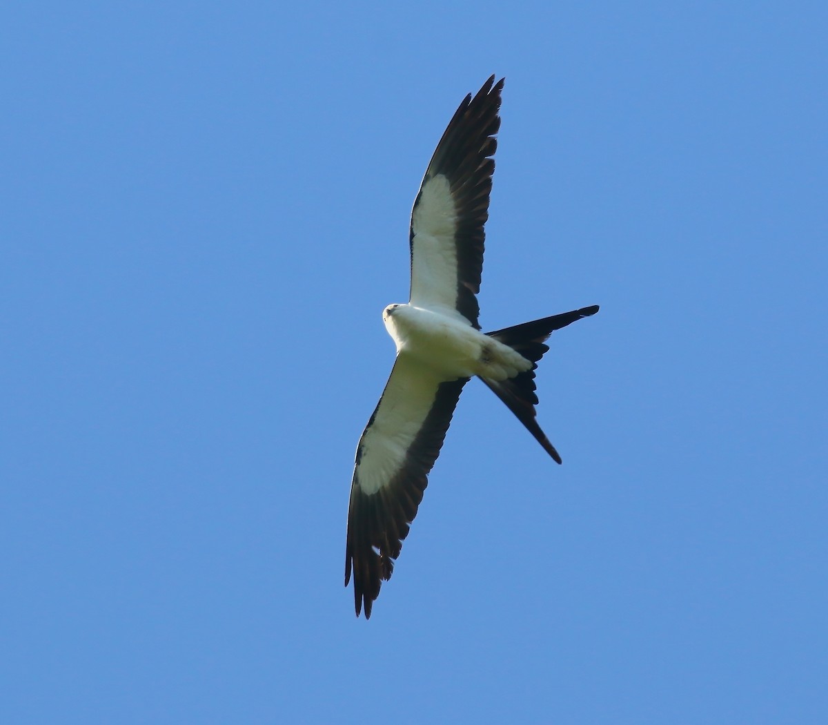 Swallow-tailed Kite - ML620660383