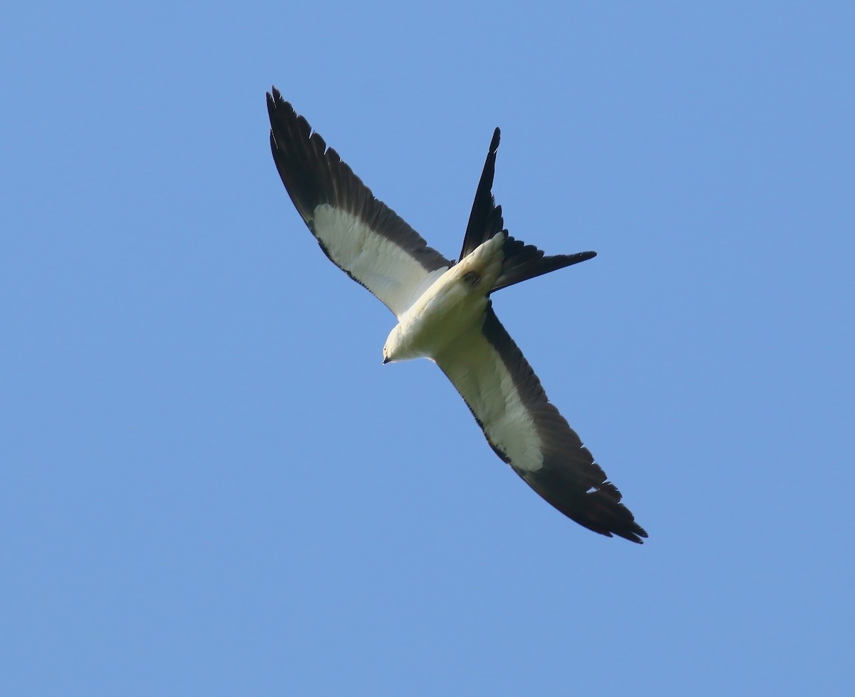 Swallow-tailed Kite - Aidan Griffiths