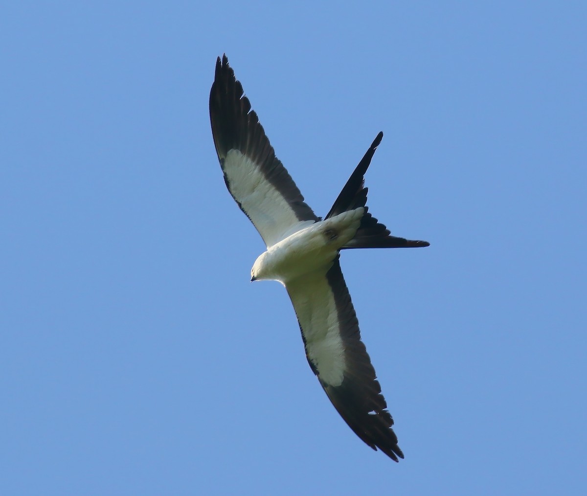 Swallow-tailed Kite - ML620660385