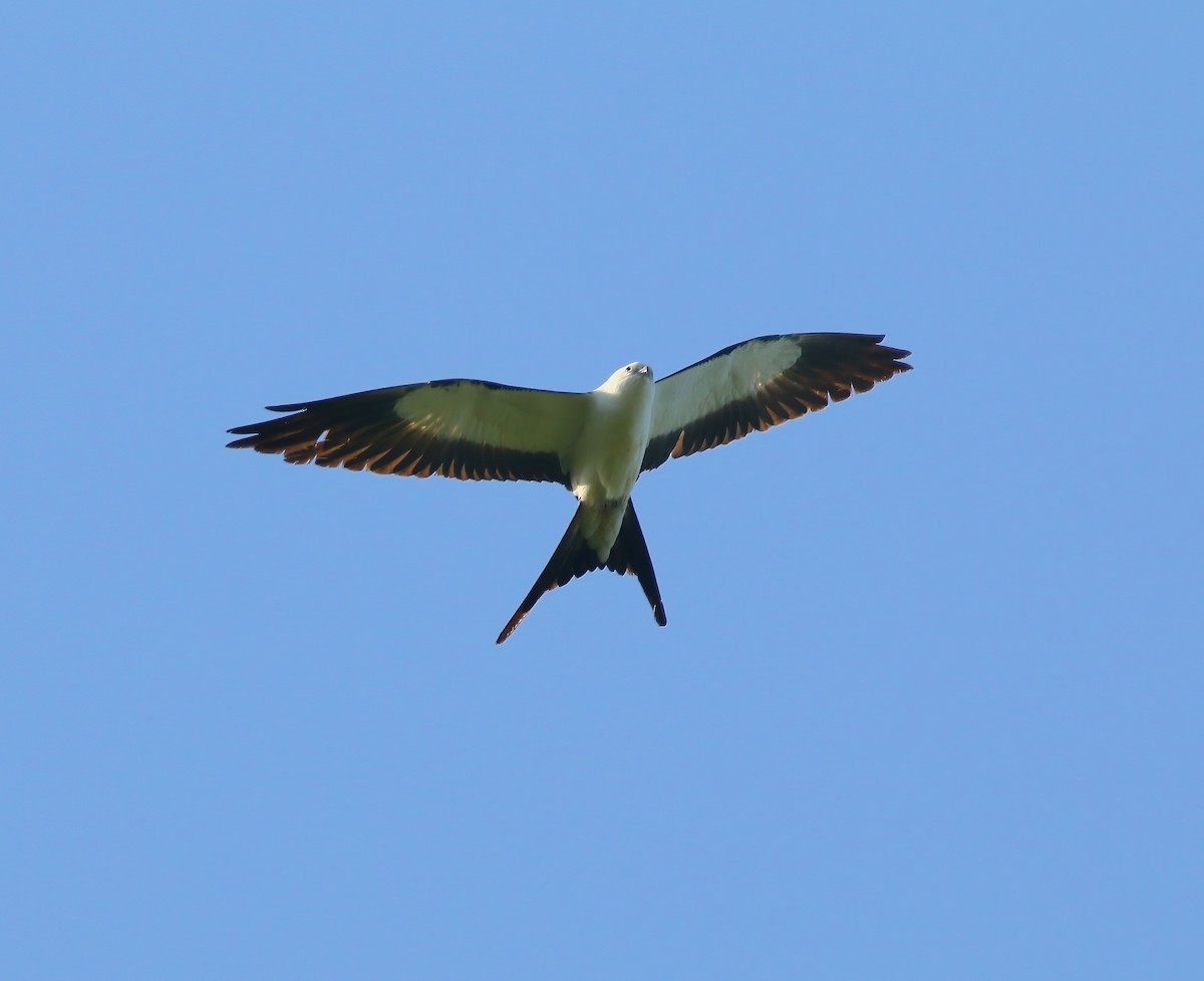 Swallow-tailed Kite - Aidan Griffiths