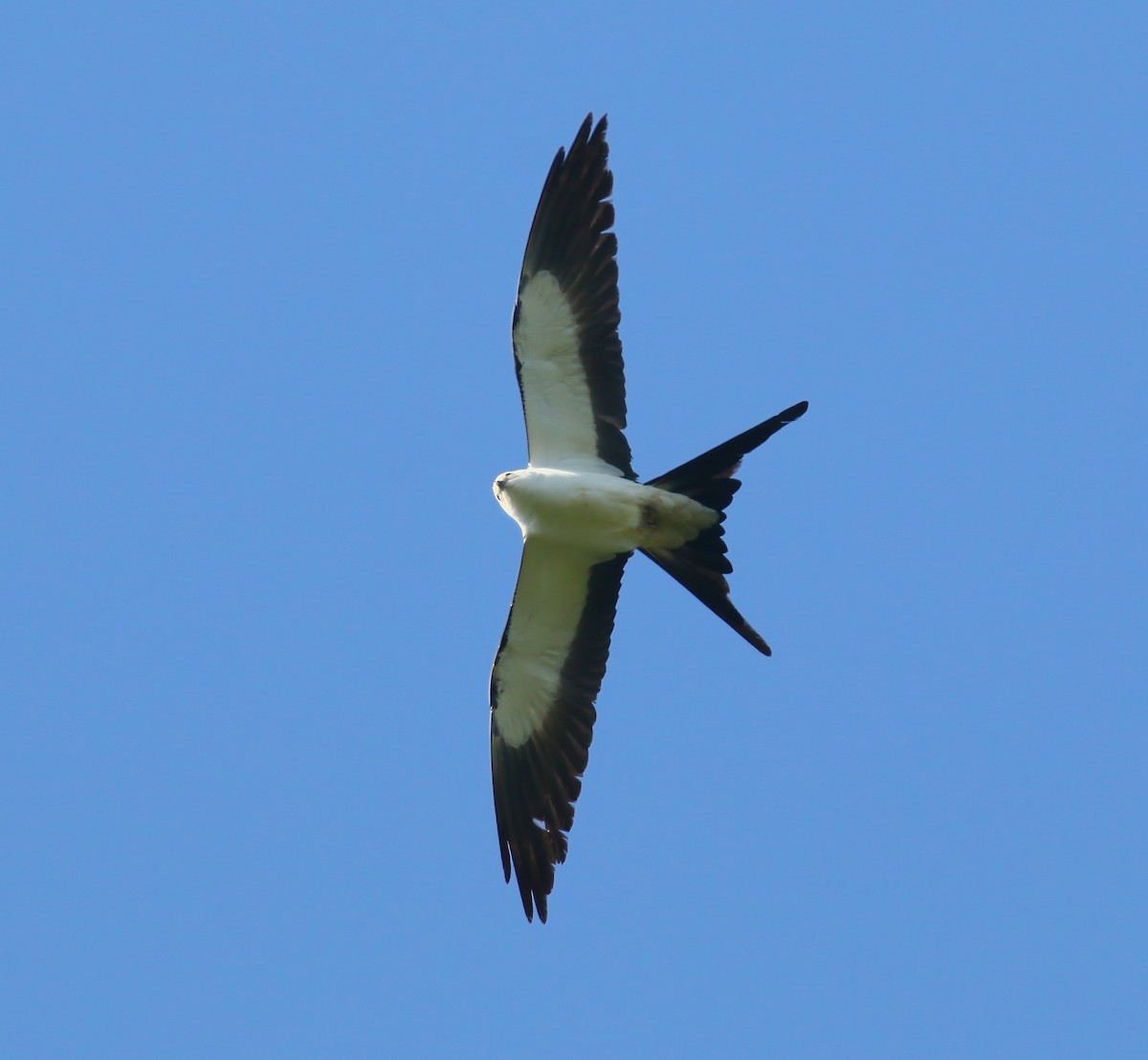 Swallow-tailed Kite - ML620660387