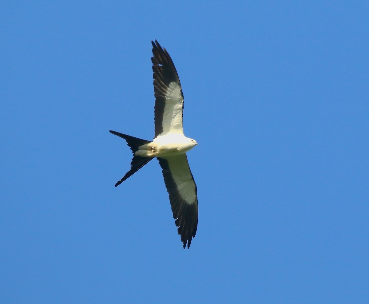 Swallow-tailed Kite - ML620660388