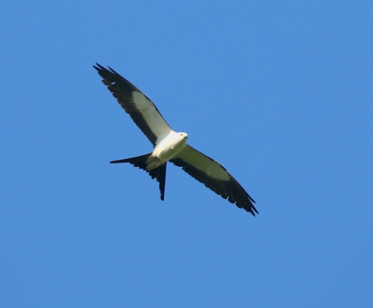 Swallow-tailed Kite - ML620660389