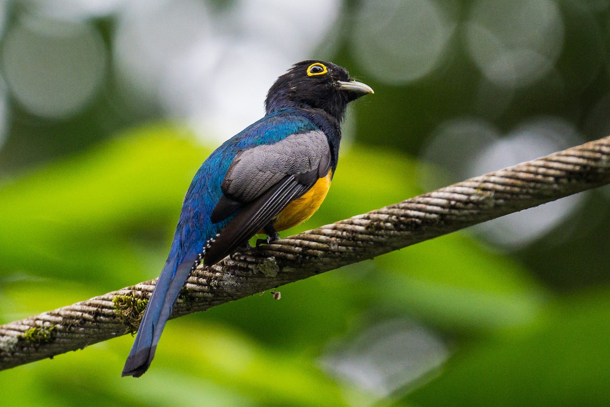 monokkeltrogon - ML620660391