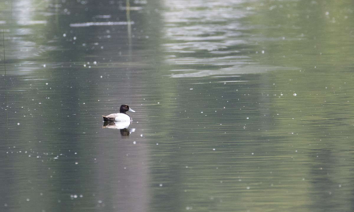 Lesser Scaup - ML620660393