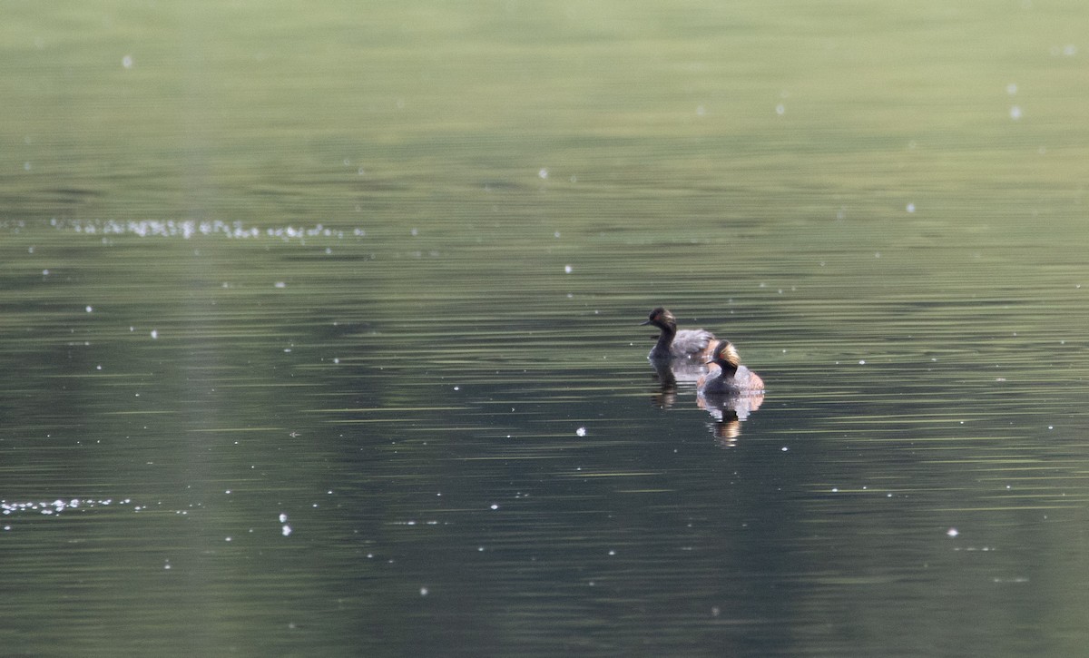 Eared Grebe - ML620660395