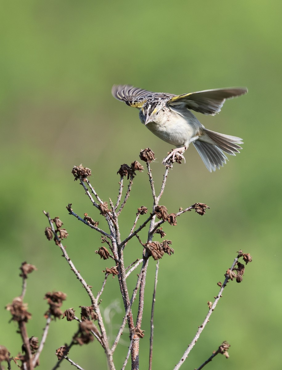 Grasshopper Sparrow - ML620660399