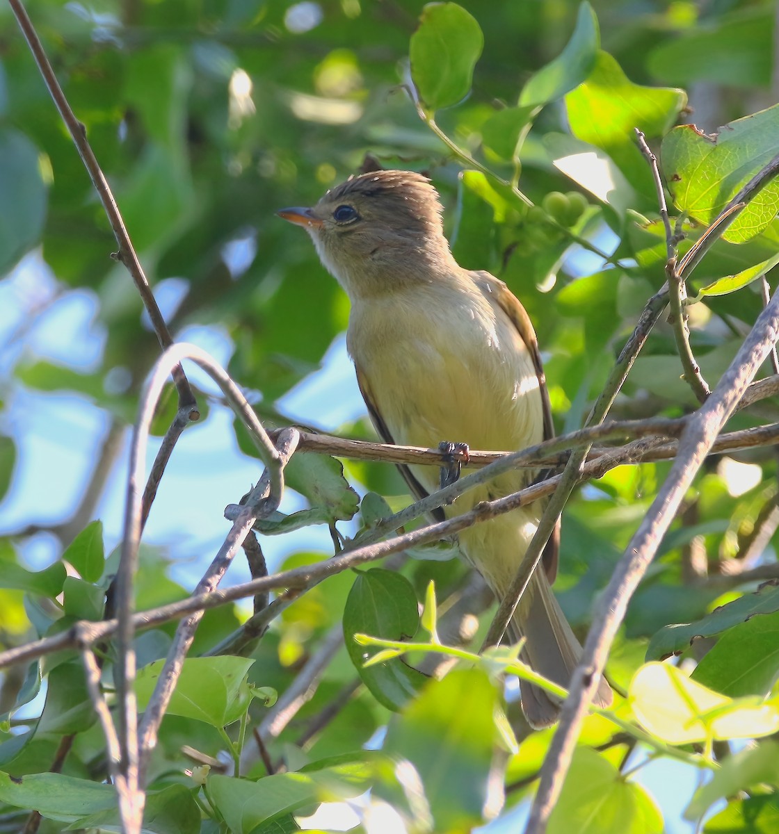 Northern Beardless-Tyrannulet - ML620660403