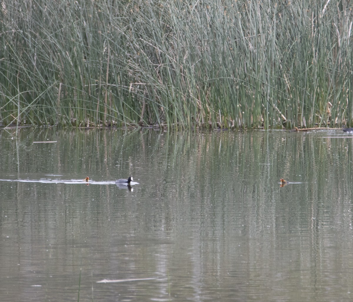 American Coot - ML620660405