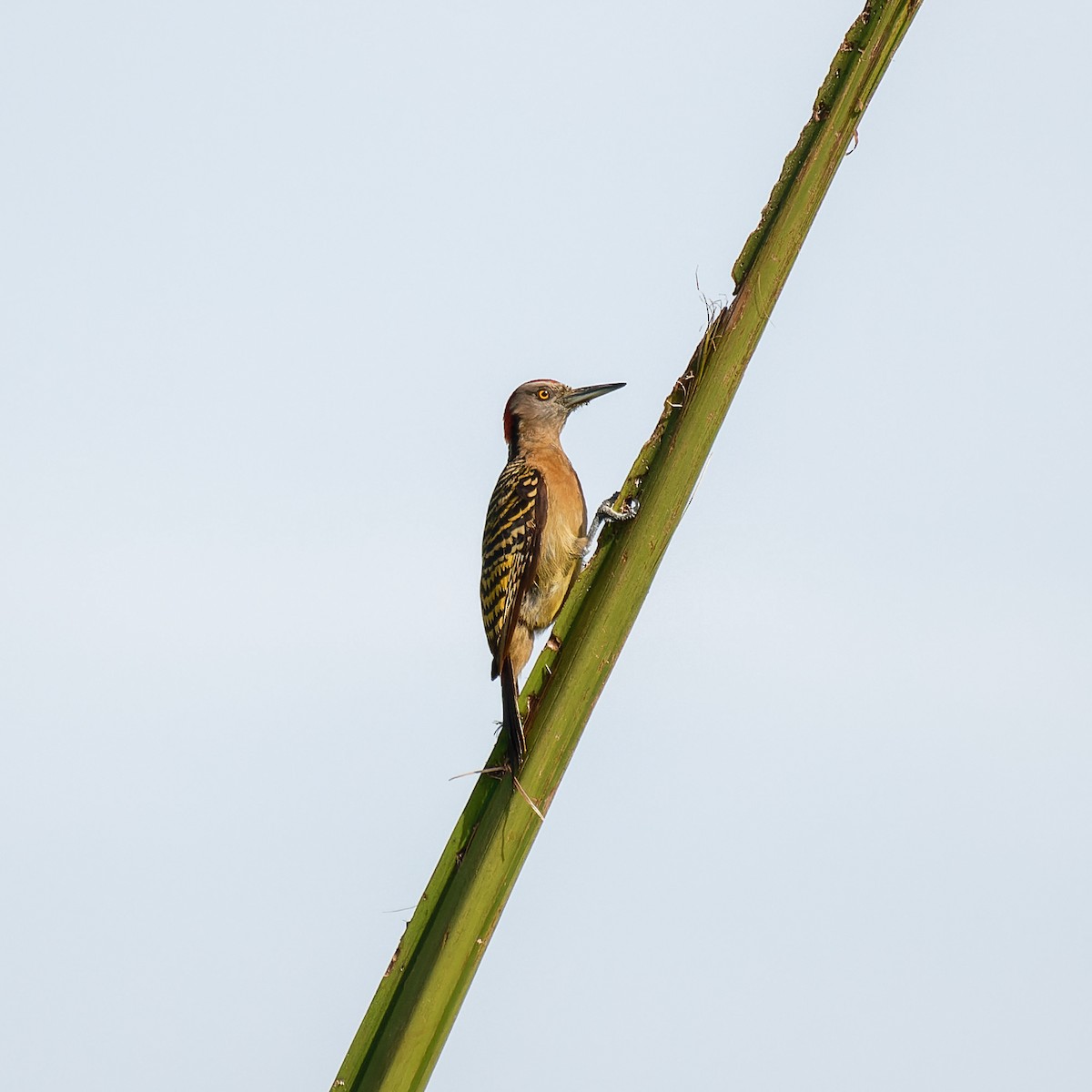 Hispaniolan Woodpecker - ML620660409