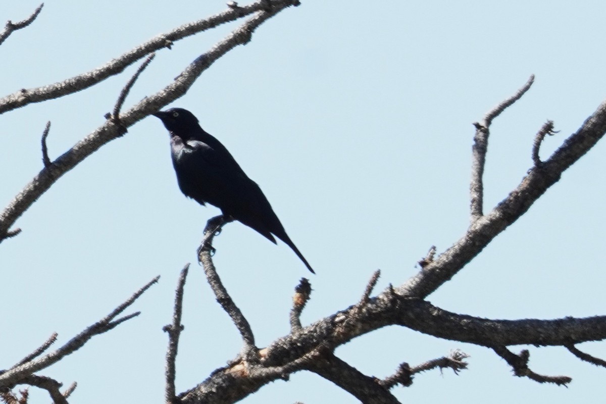 Brewer's Blackbird - ML620660412