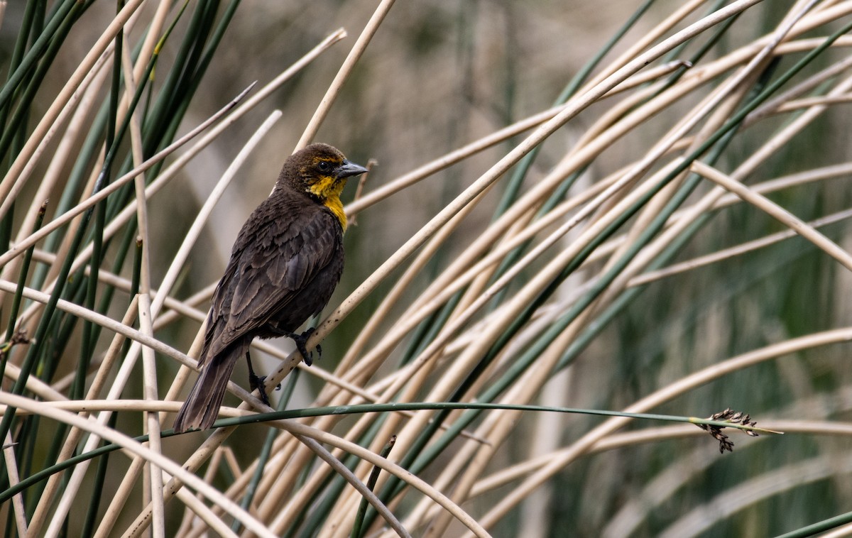 Yellow-headed Blackbird - ML620660421