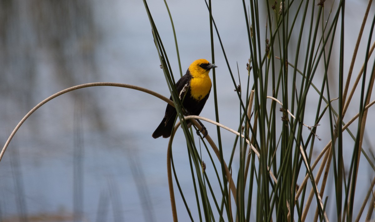 Yellow-headed Blackbird - ML620660422