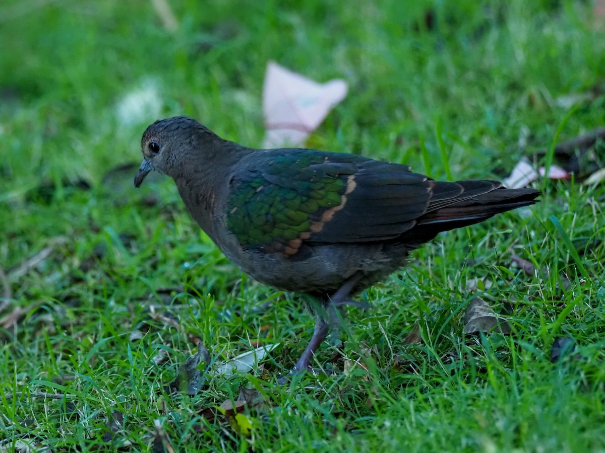 Palomita Esmeralda Cabeciparda - ML620660424