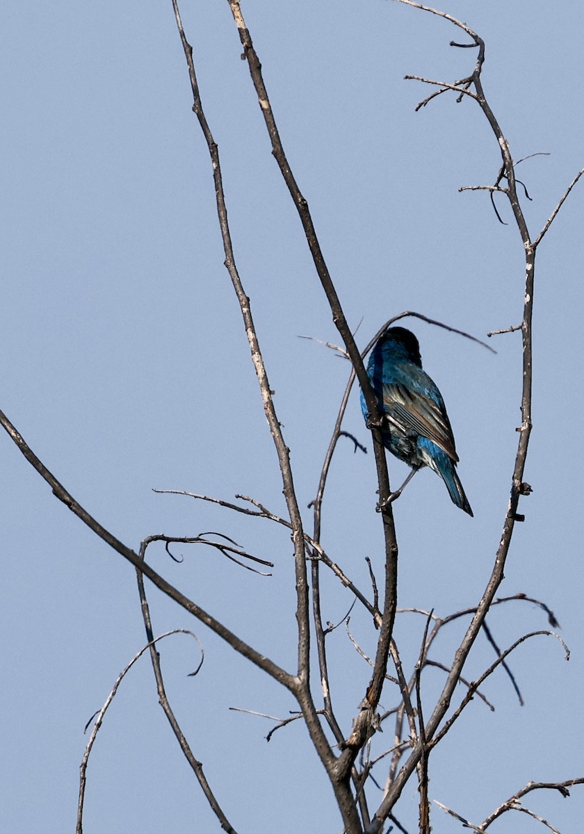 Indigo Bunting - ML620660430