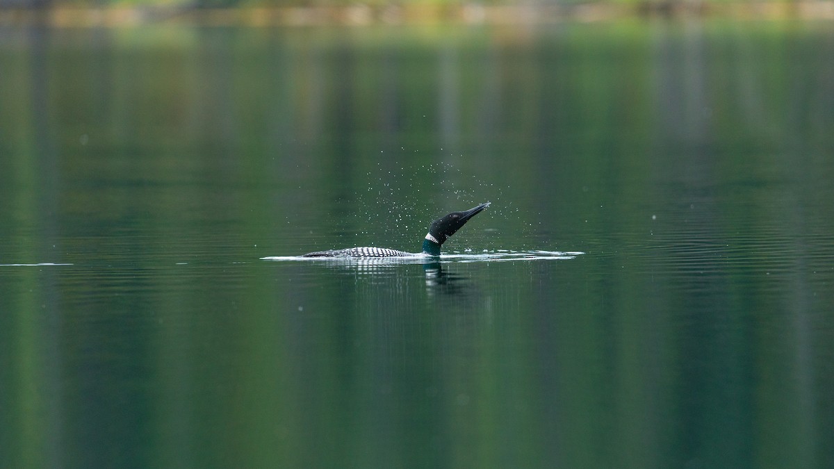 Common Loon - ML620660432