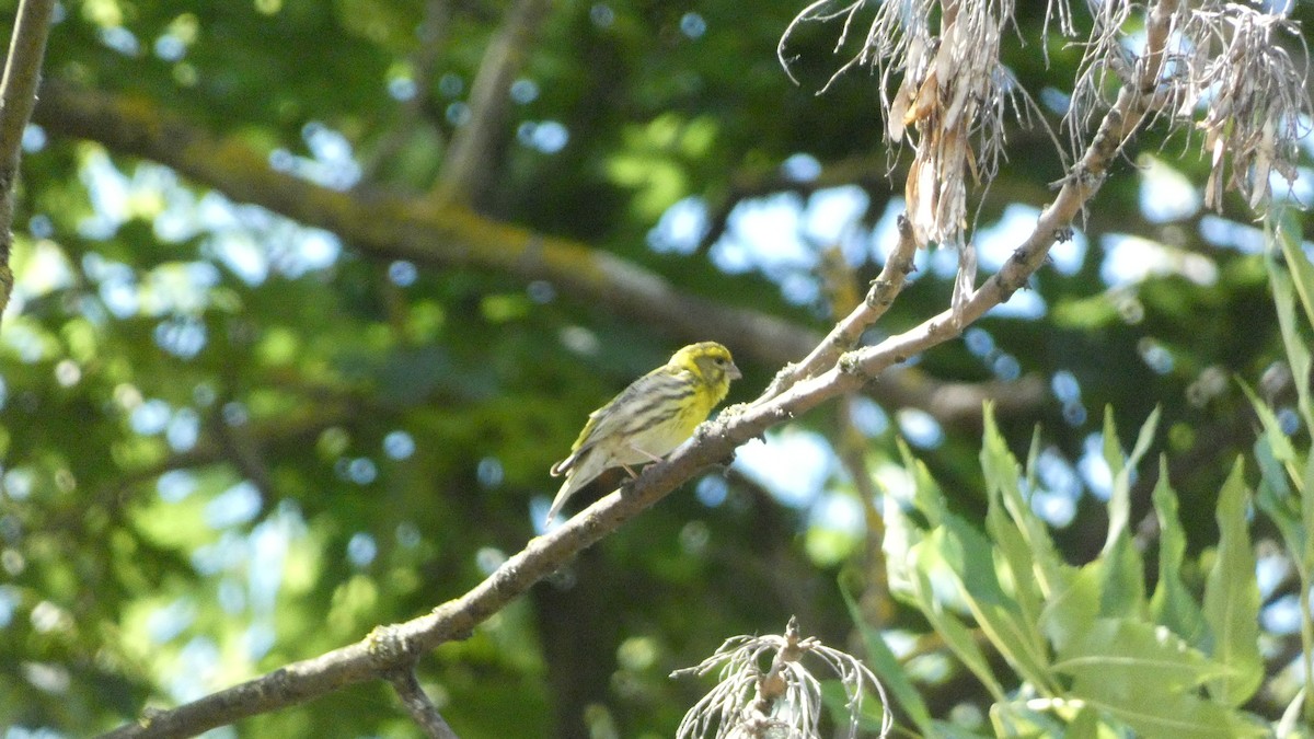 European Serin - ML620660434