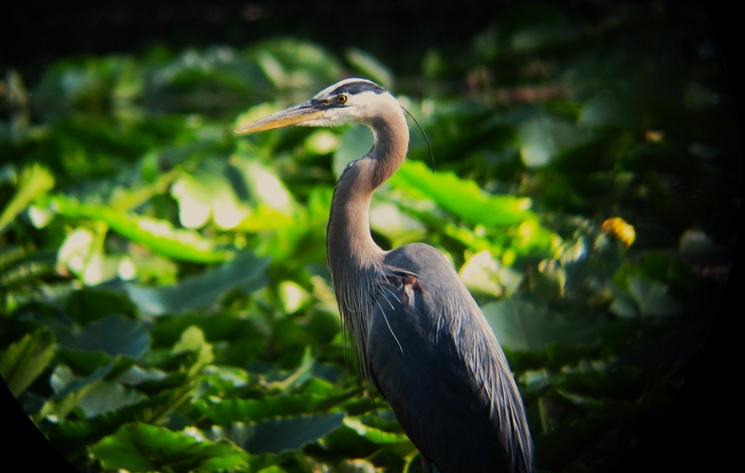 Great Blue Heron - ML620660438