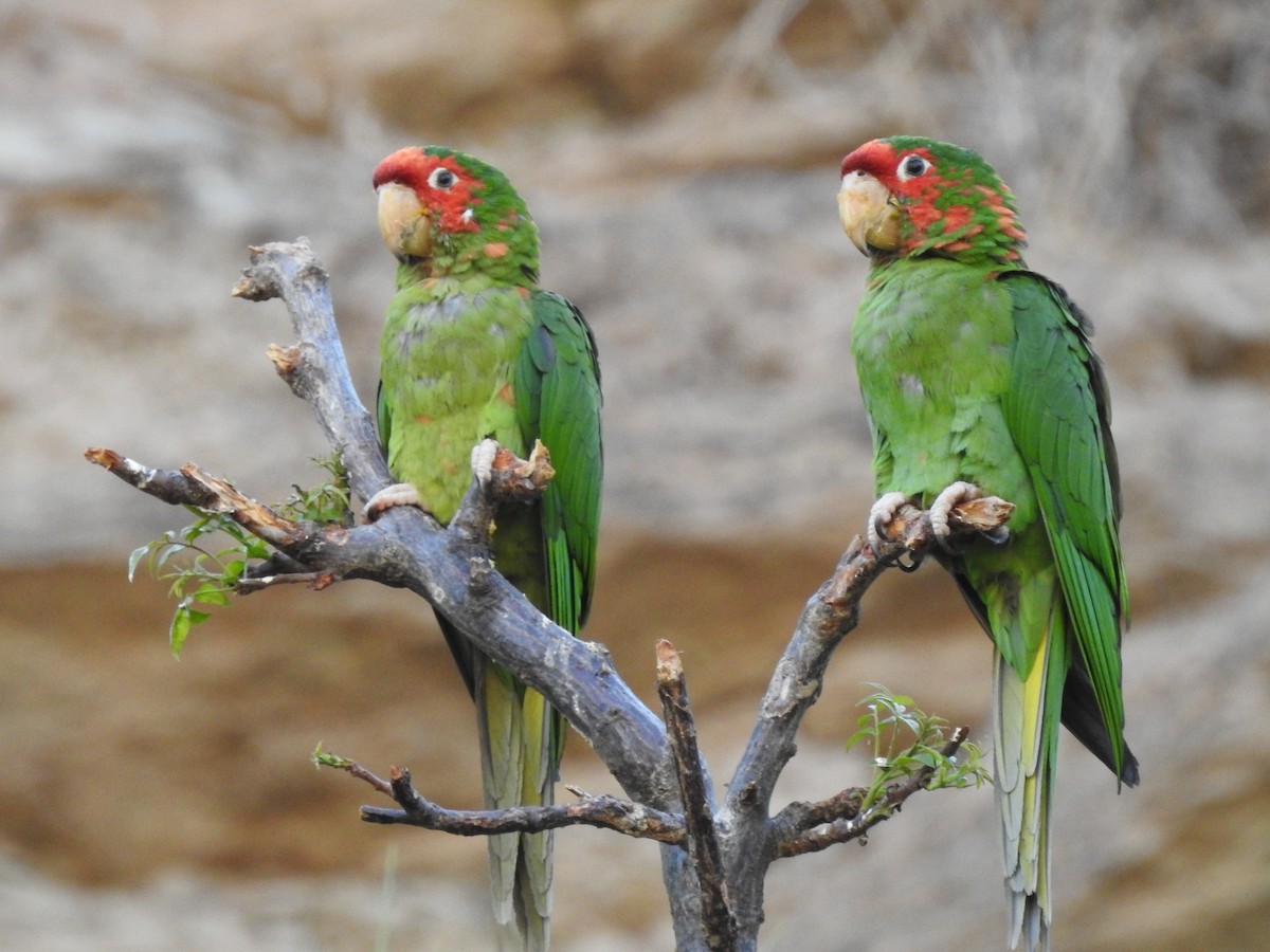 Conure mitrée - ML620660447