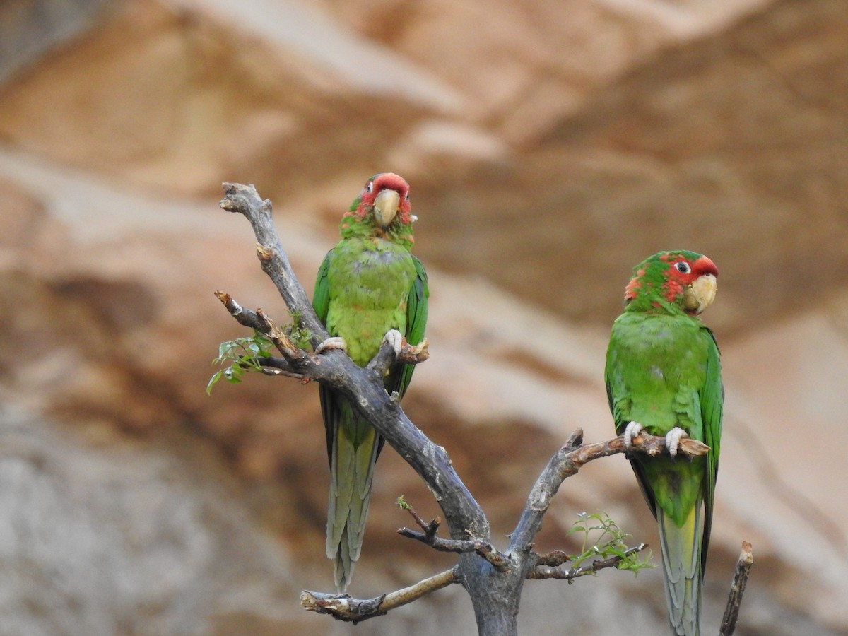 Conure mitrée - ML620660449