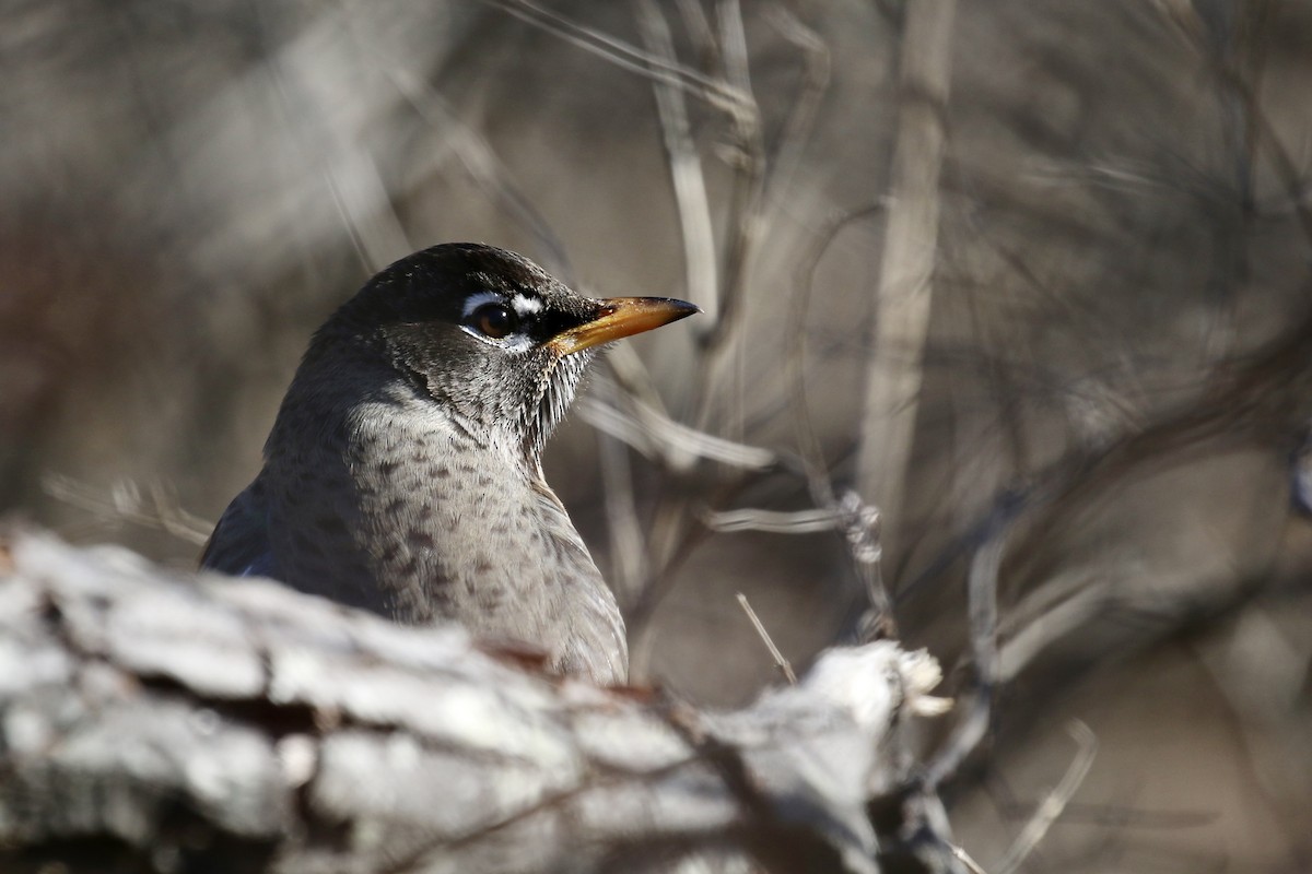 American Robin - ML620660457