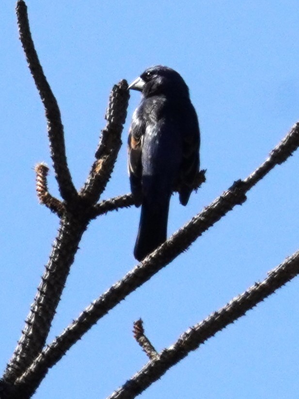 Blue Grosbeak - ML620660460