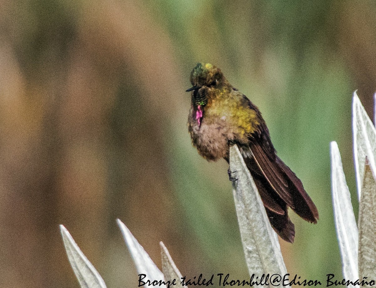 Colibrí Picoespina - ML620660466