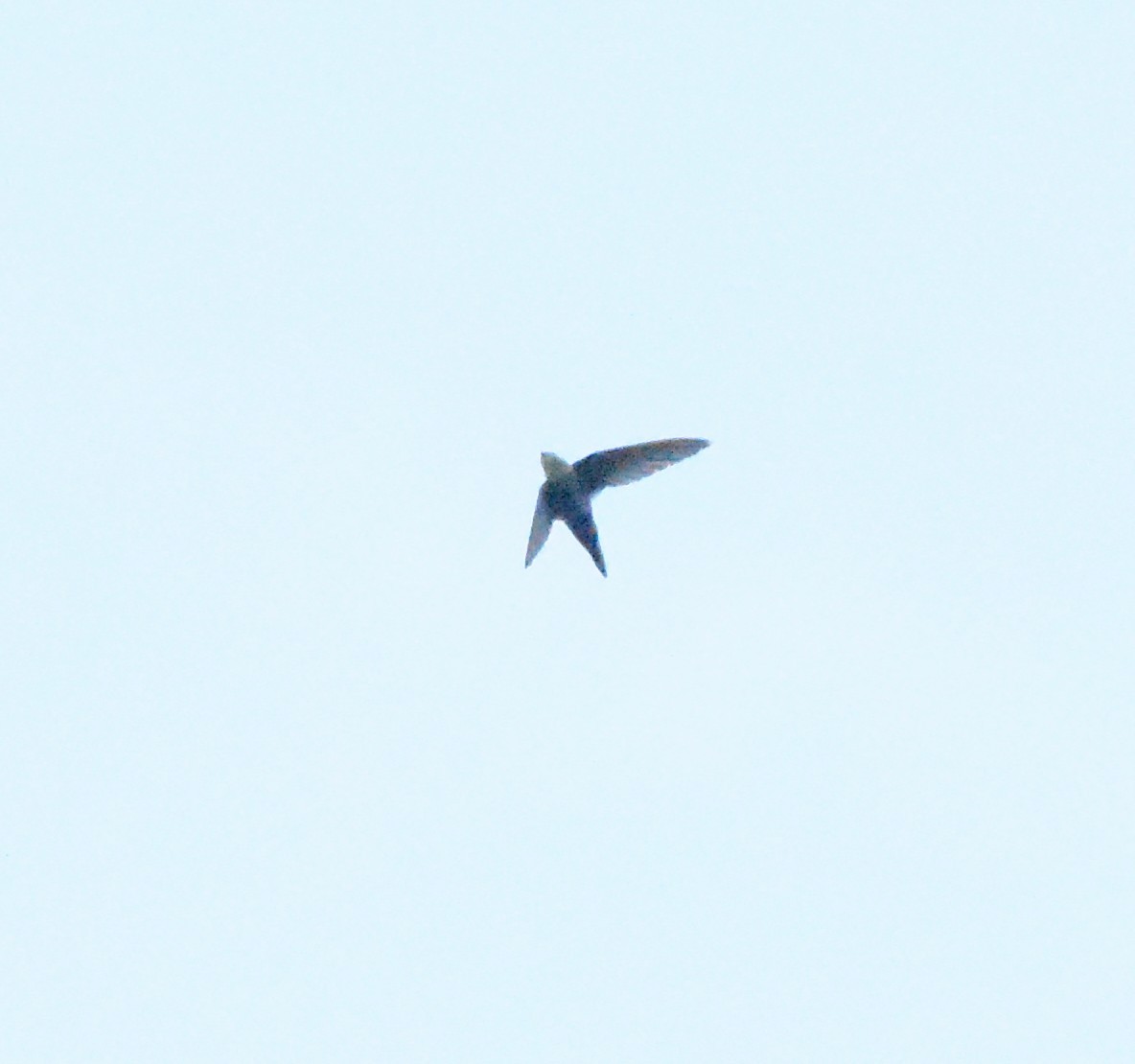 White-throated Swift - ML620660467