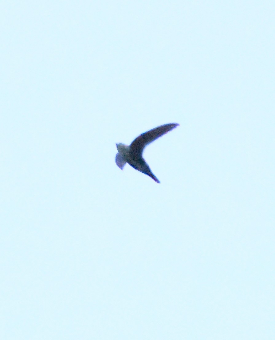 White-throated Swift - ML620660468