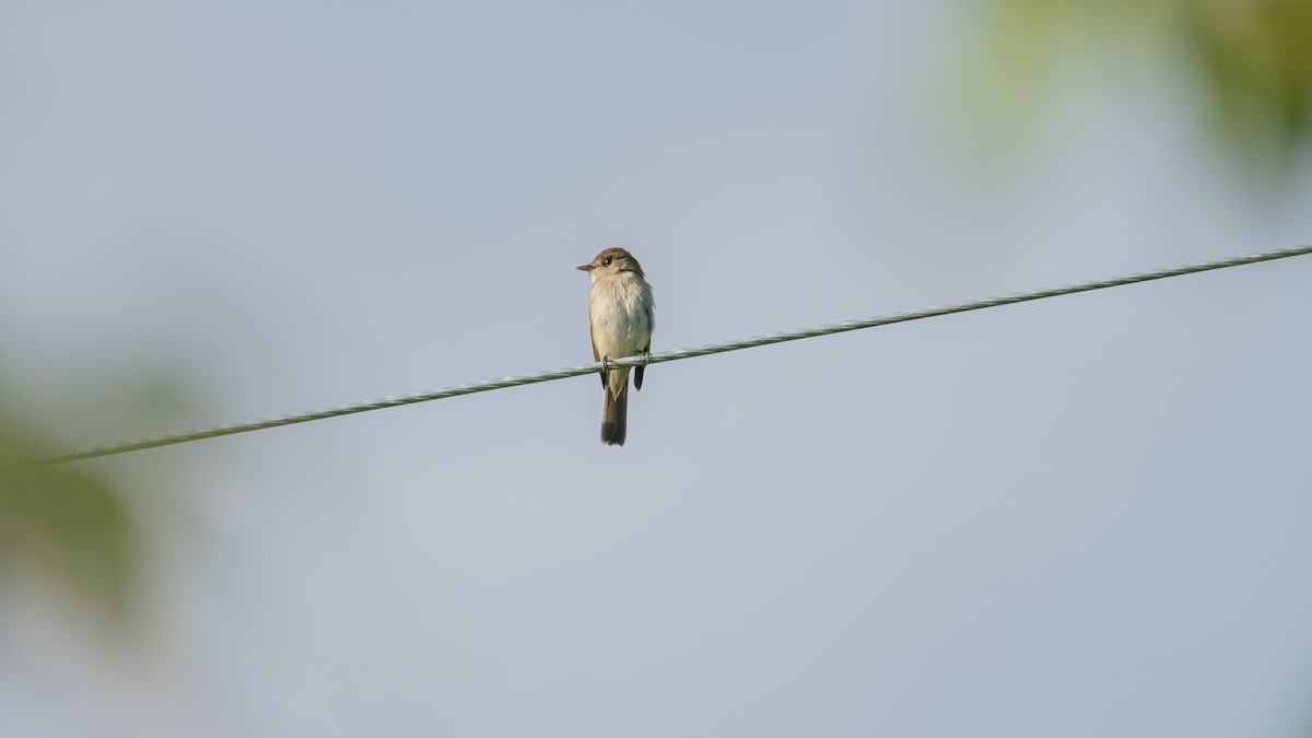 Western Wood-Pewee - ML620660474