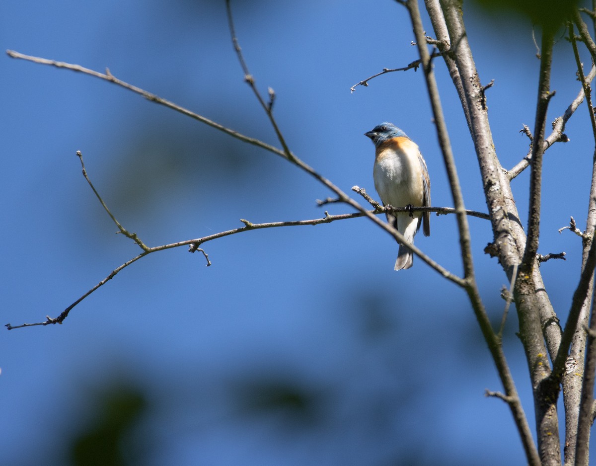 Lazuli Bunting - ML620660475