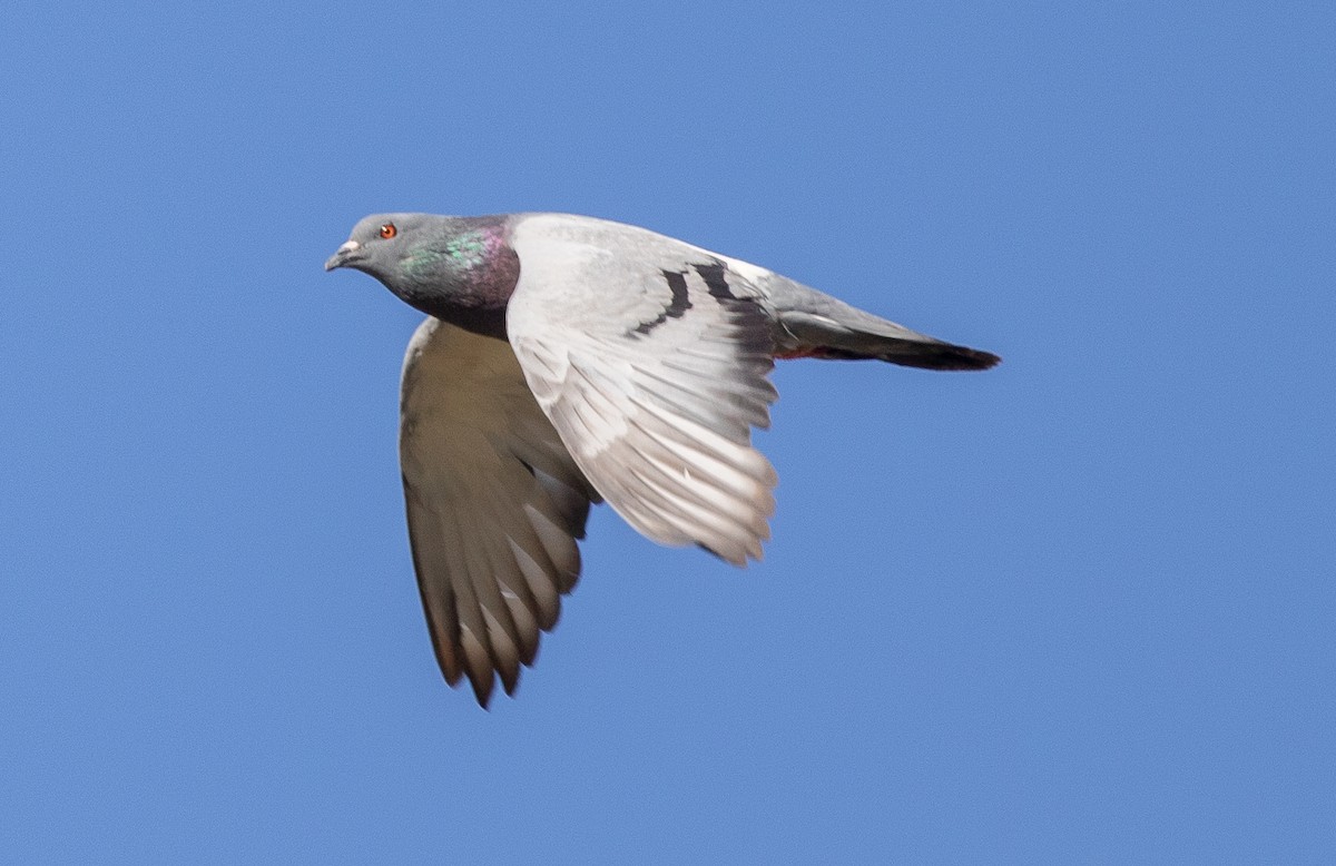 Rock Pigeon (Feral Pigeon) - ML620660483