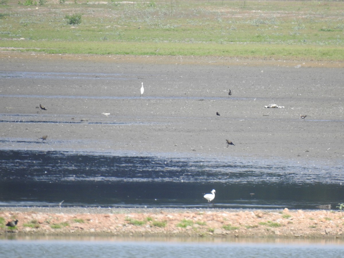 Bronze-winged Jacana - ML620660492