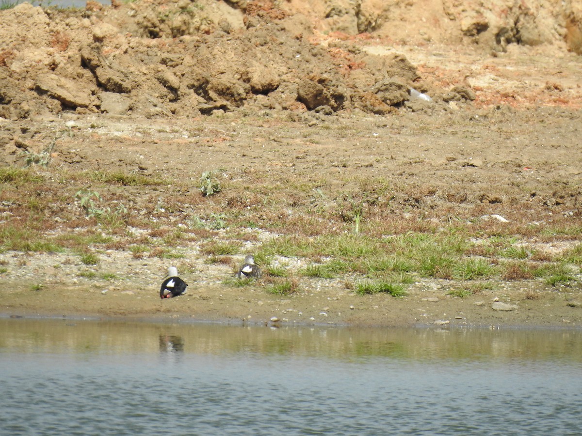 Black-winged Stilt - ML620660494