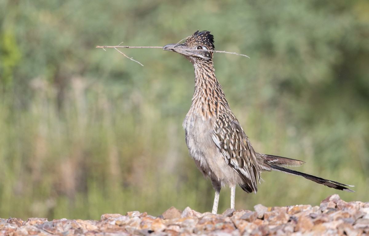 Greater Roadrunner - ML620660495