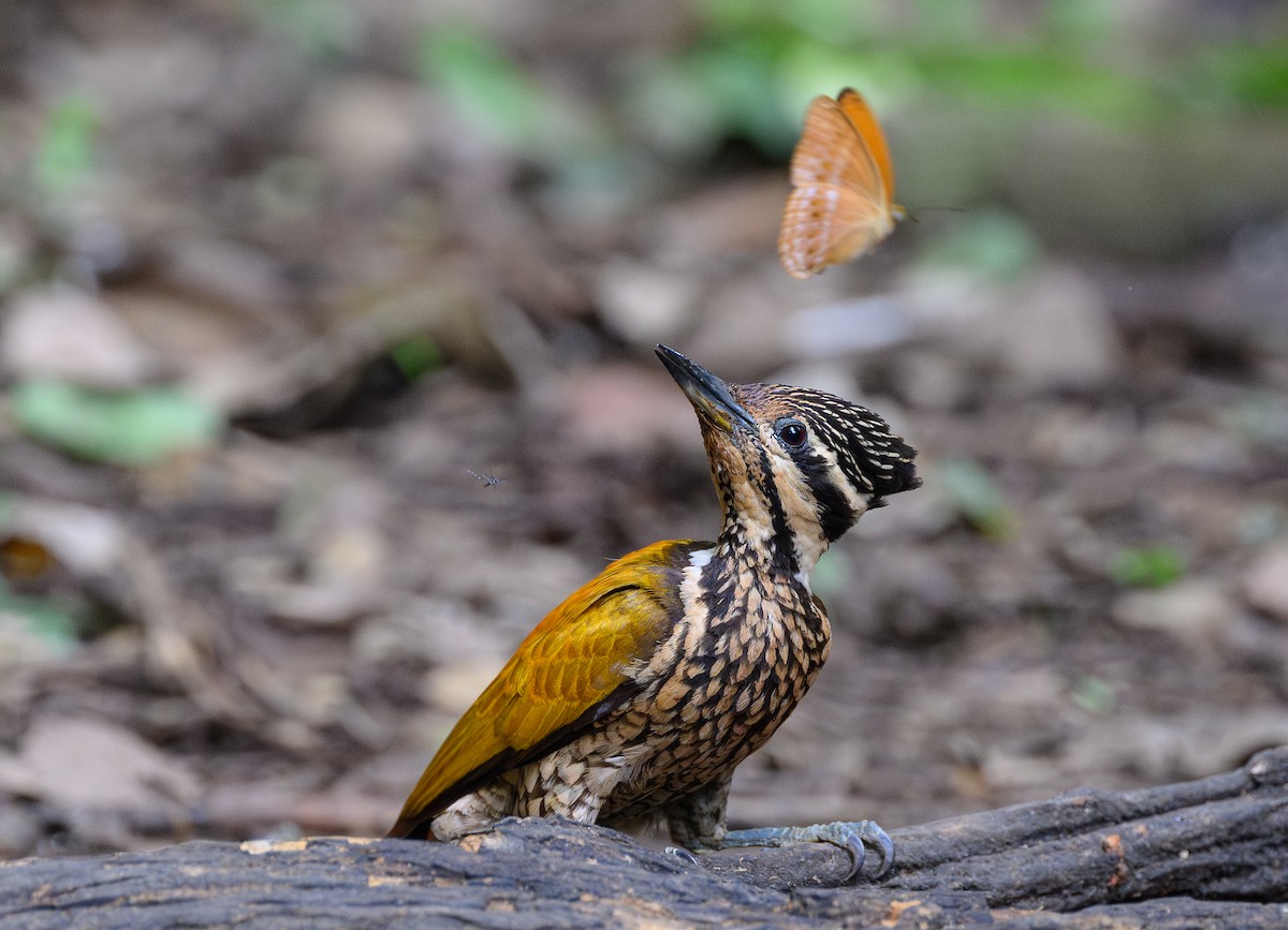 Common Flameback - ML620660497