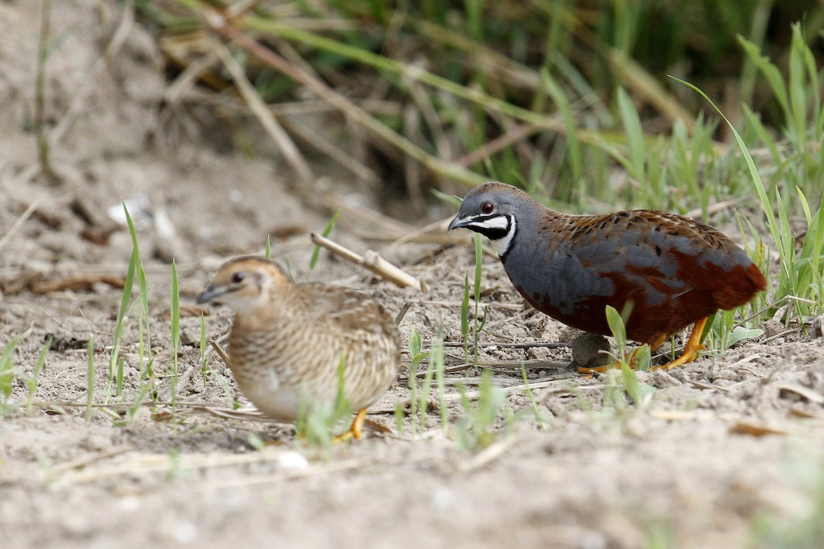 Blue-breasted Quail - 独行虾 Bird.soong