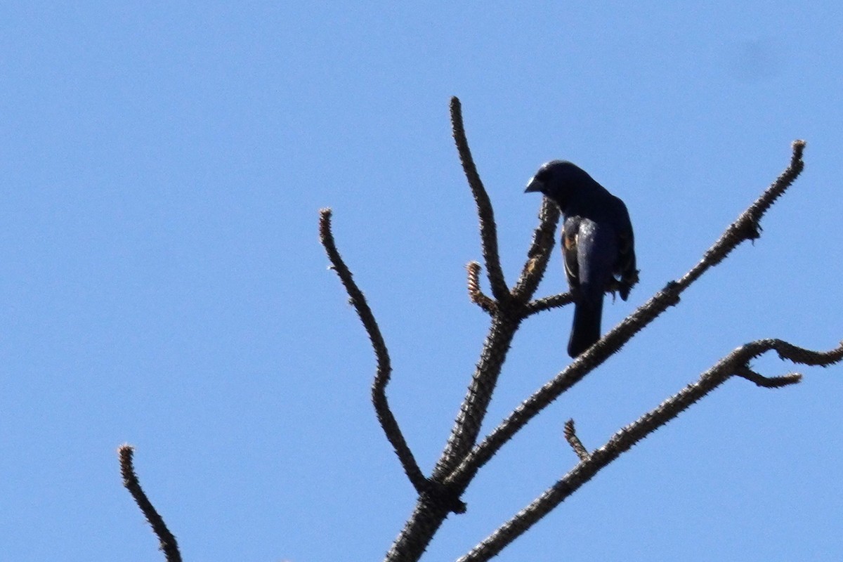 Blue Grosbeak - ML620660499