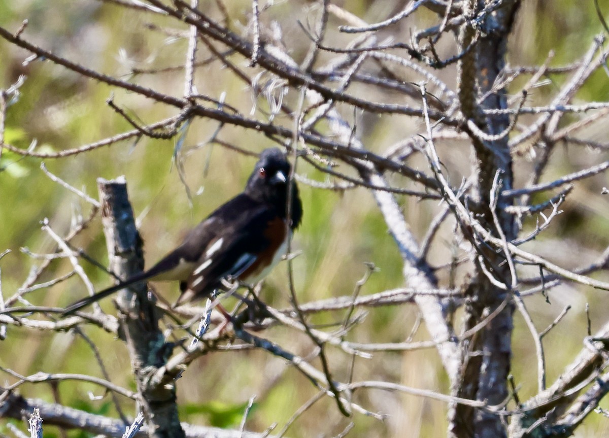 Eastern Towhee - ML620660500