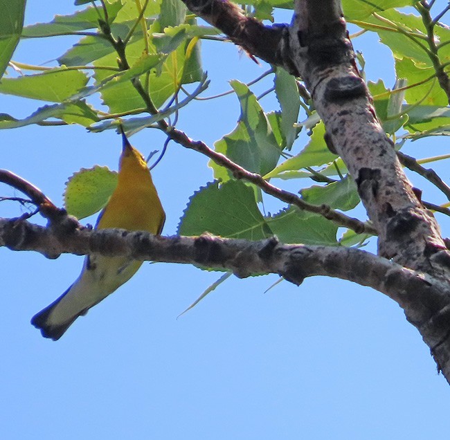 Prothonotary Warbler - ML620660501