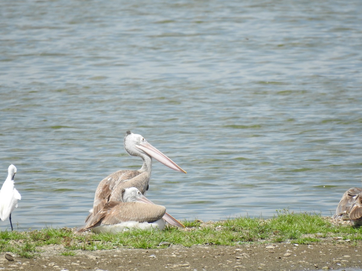 Spot-billed Pelican - ML620660502