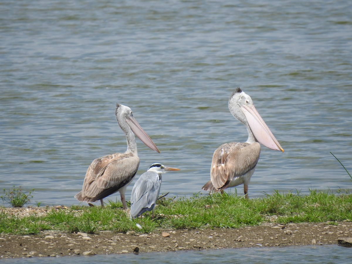 Spot-billed Pelican - ML620660505