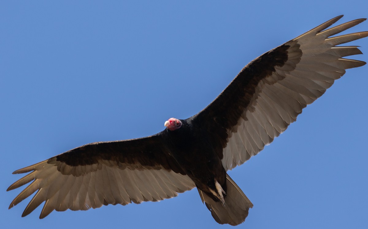 Turkey Vulture - ML620660509