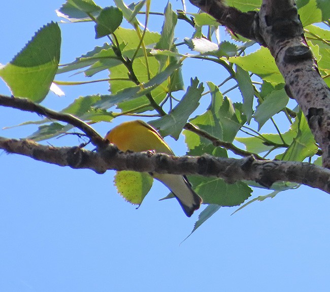 Prothonotary Warbler - ML620660511
